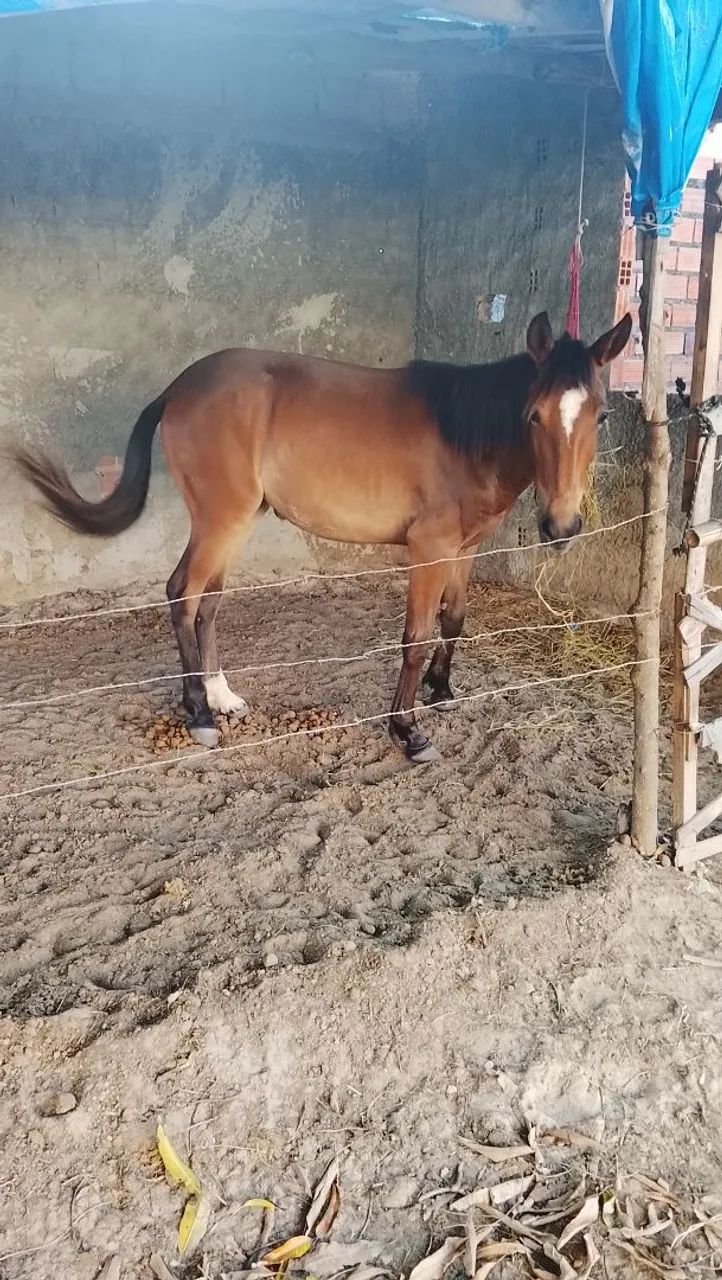 Égua 1ano e 8 meses pra vender  não aceito trocas só pra vender mesmo  - Foto 2