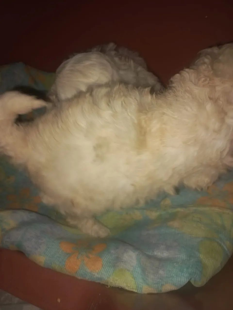 Poodle machinho microtoy  - Foto 2