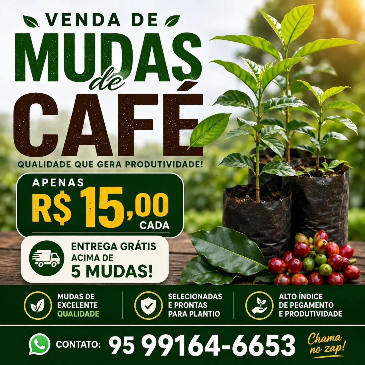 Mudas de cafe