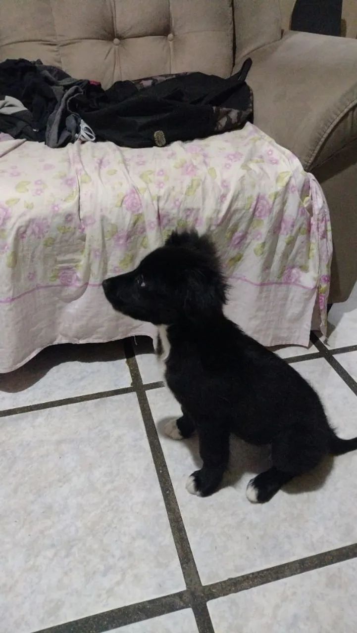 ADOÇÃO RESPONSÁVEL  - Foto 3