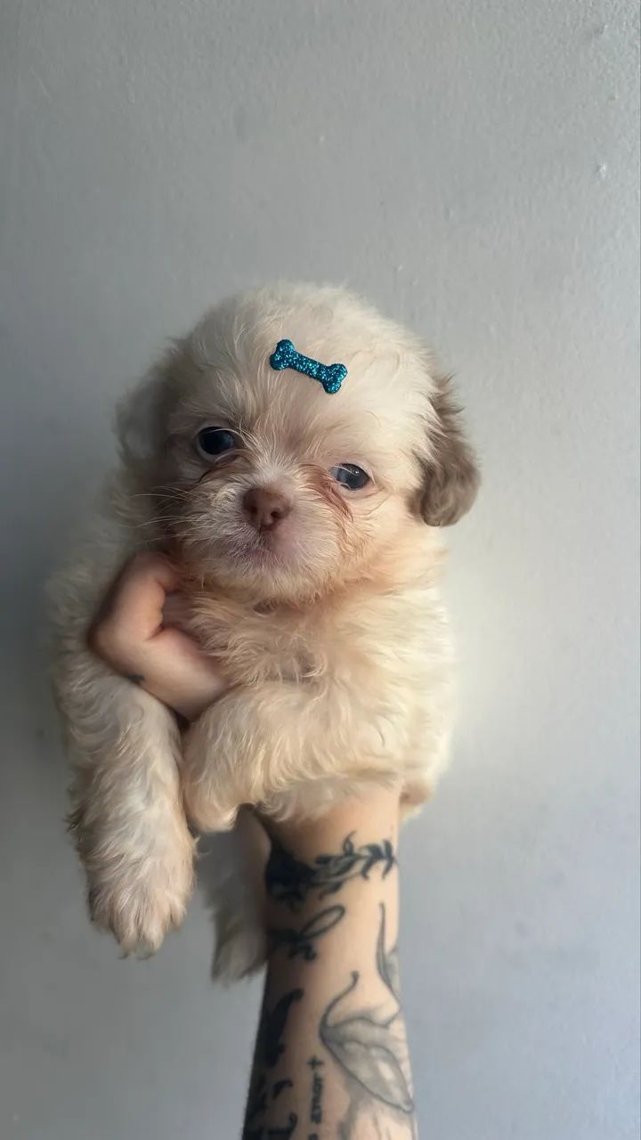 Bebezinhos shihtzu - Foto 4
