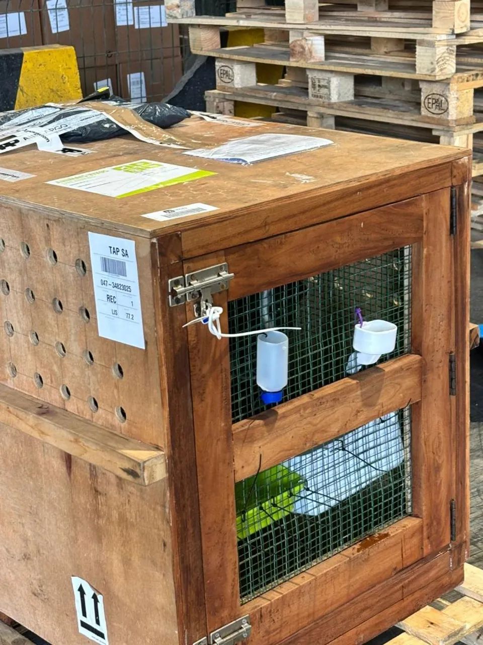 Caixa para transportar cães .