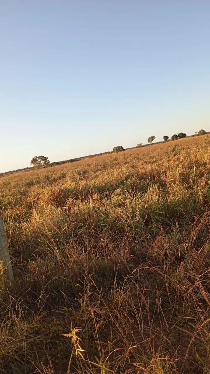 Fazenda a venda, em Araguaçu Tocantins!!! - Foto 5