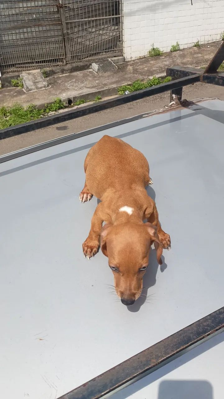 Vende-se Dachshund  - Foto 3