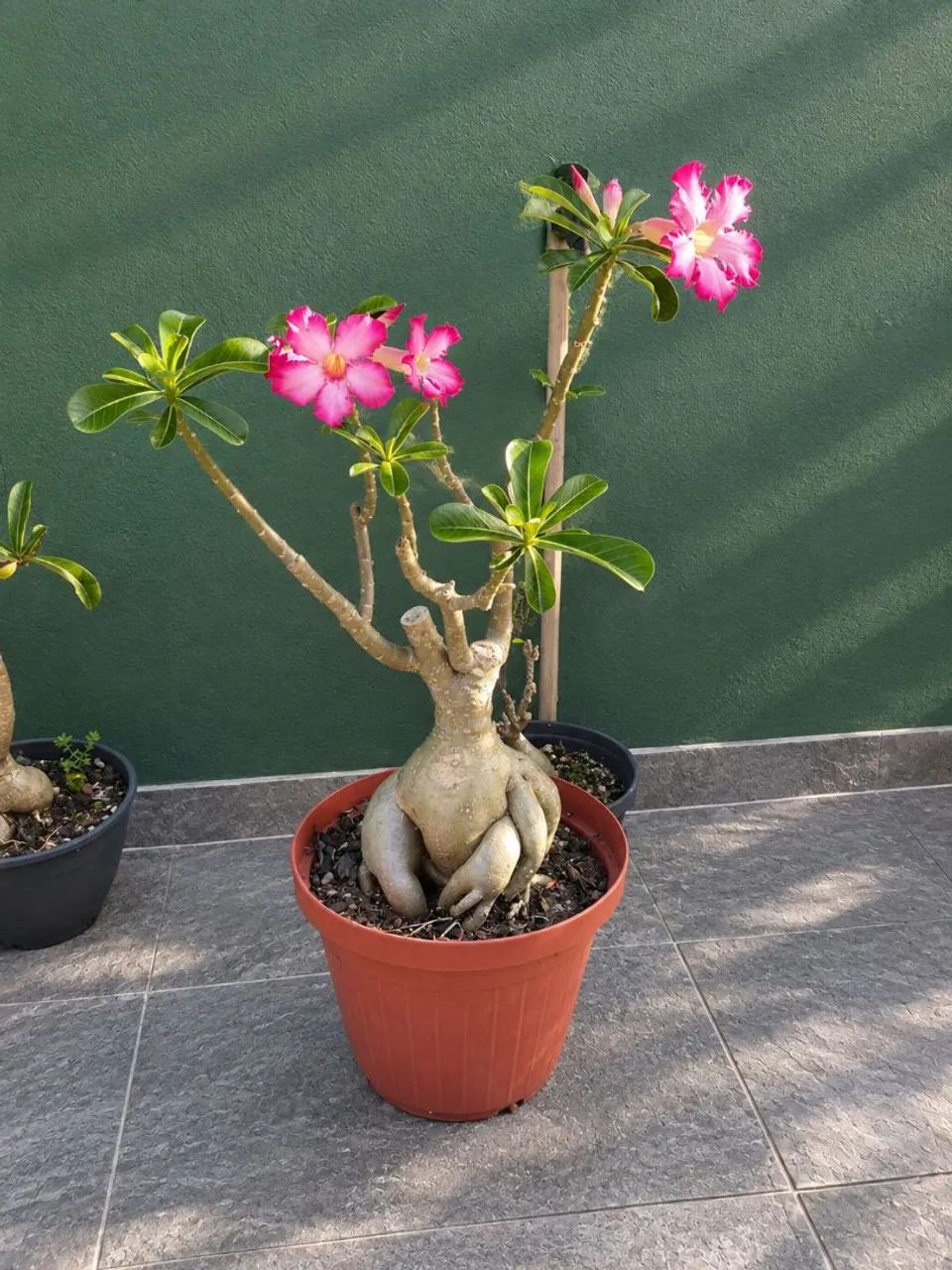 Rosa do Deserto  - Foto 4