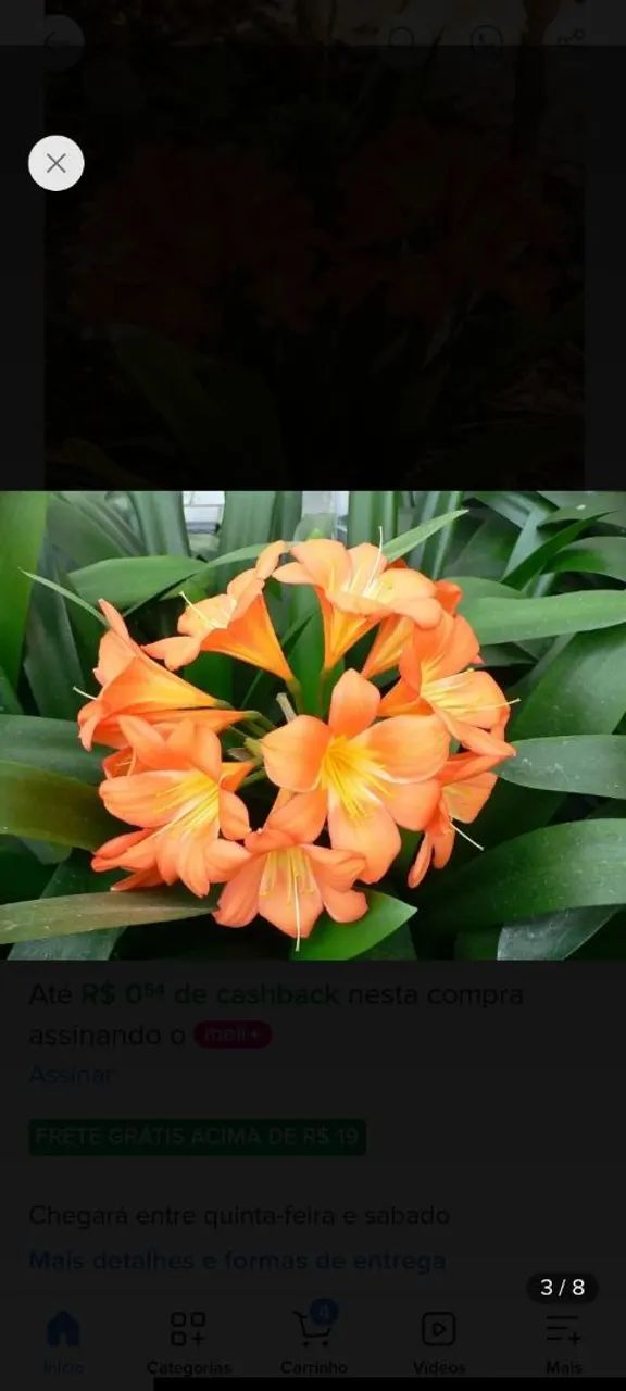 Sementes e plantas  - Foto 4