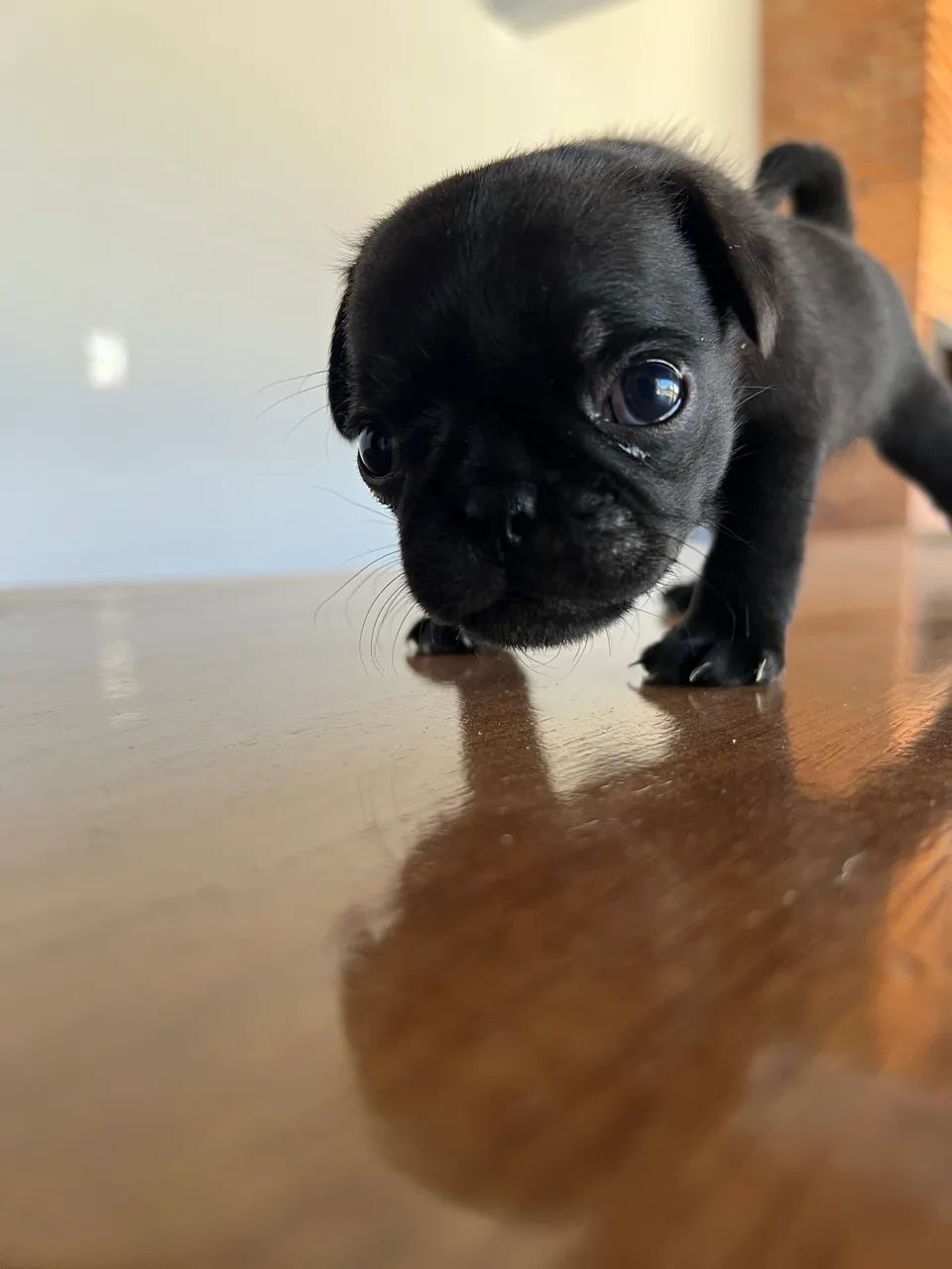 Filhote de PUG  - Foto 5