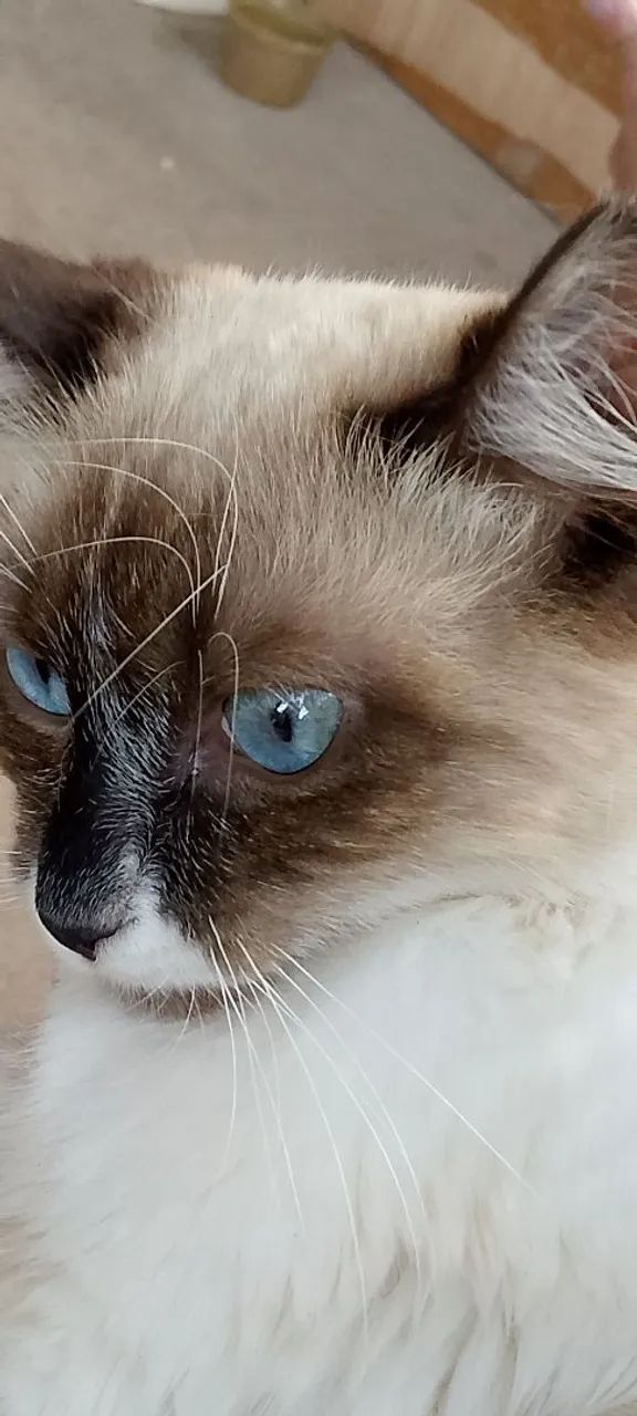 Doa-se essa gatinha  - Foto 2