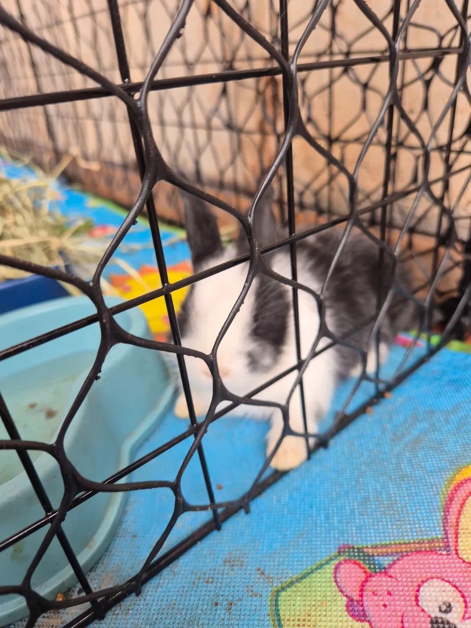 Vende-se dupla de coelhinhas fêmeas  - Foto 3