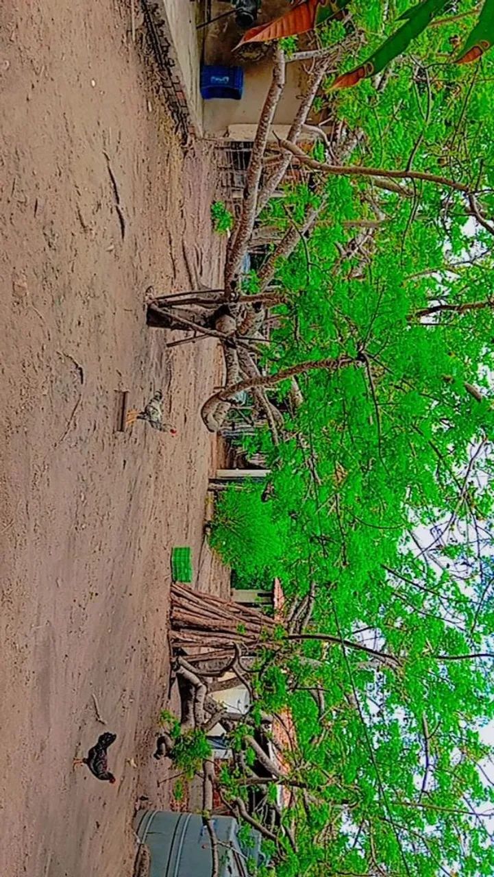 Sítio no masape entrada da forquilha Maranguape  - Foto 3