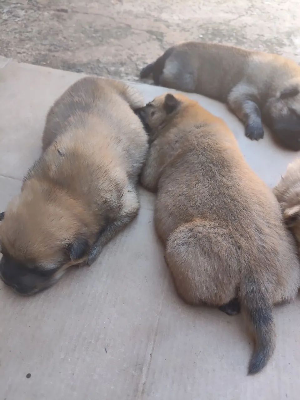 Chow Chow  - Foto 3