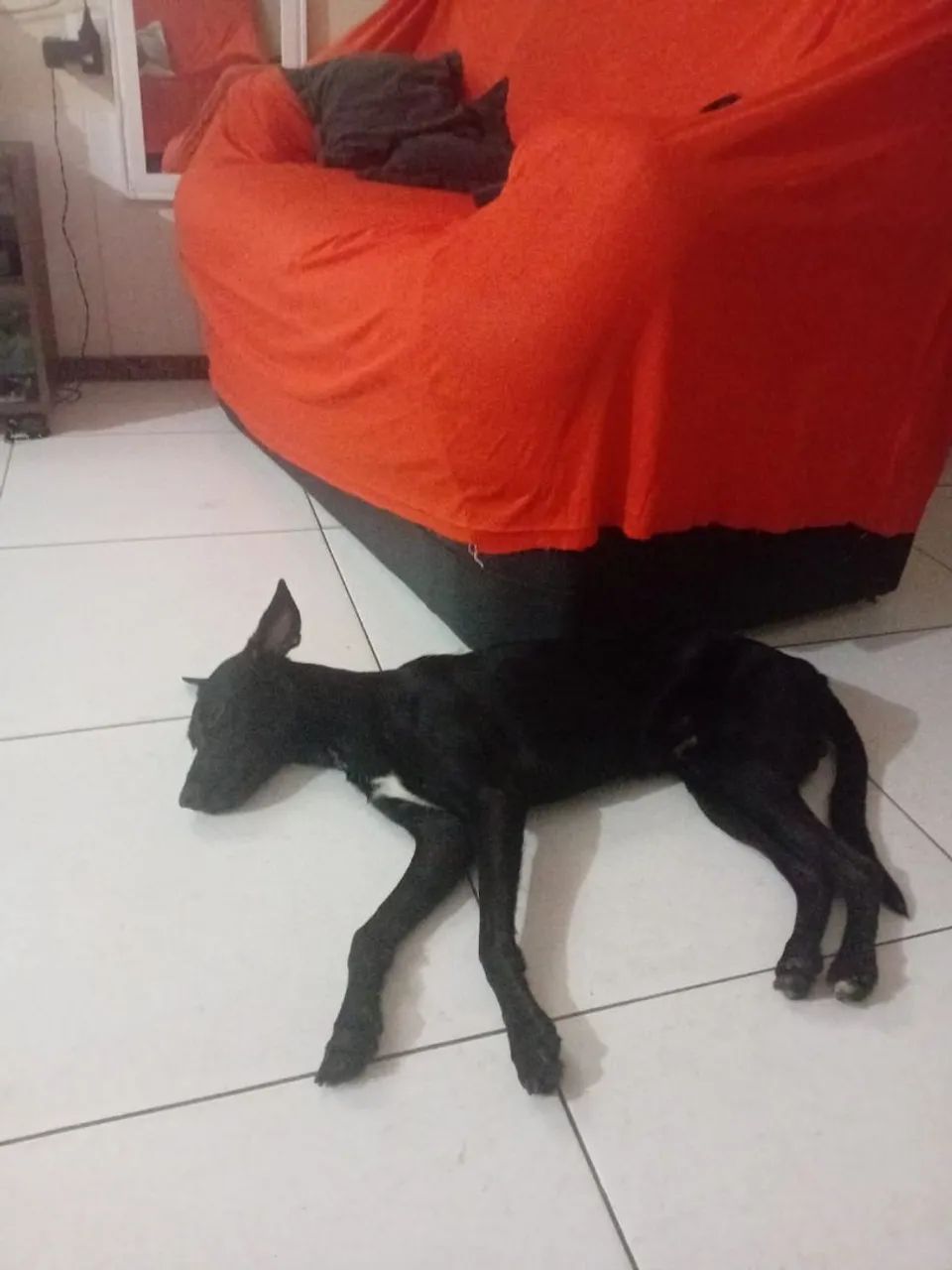 Doação de cachorro - Foto 3
