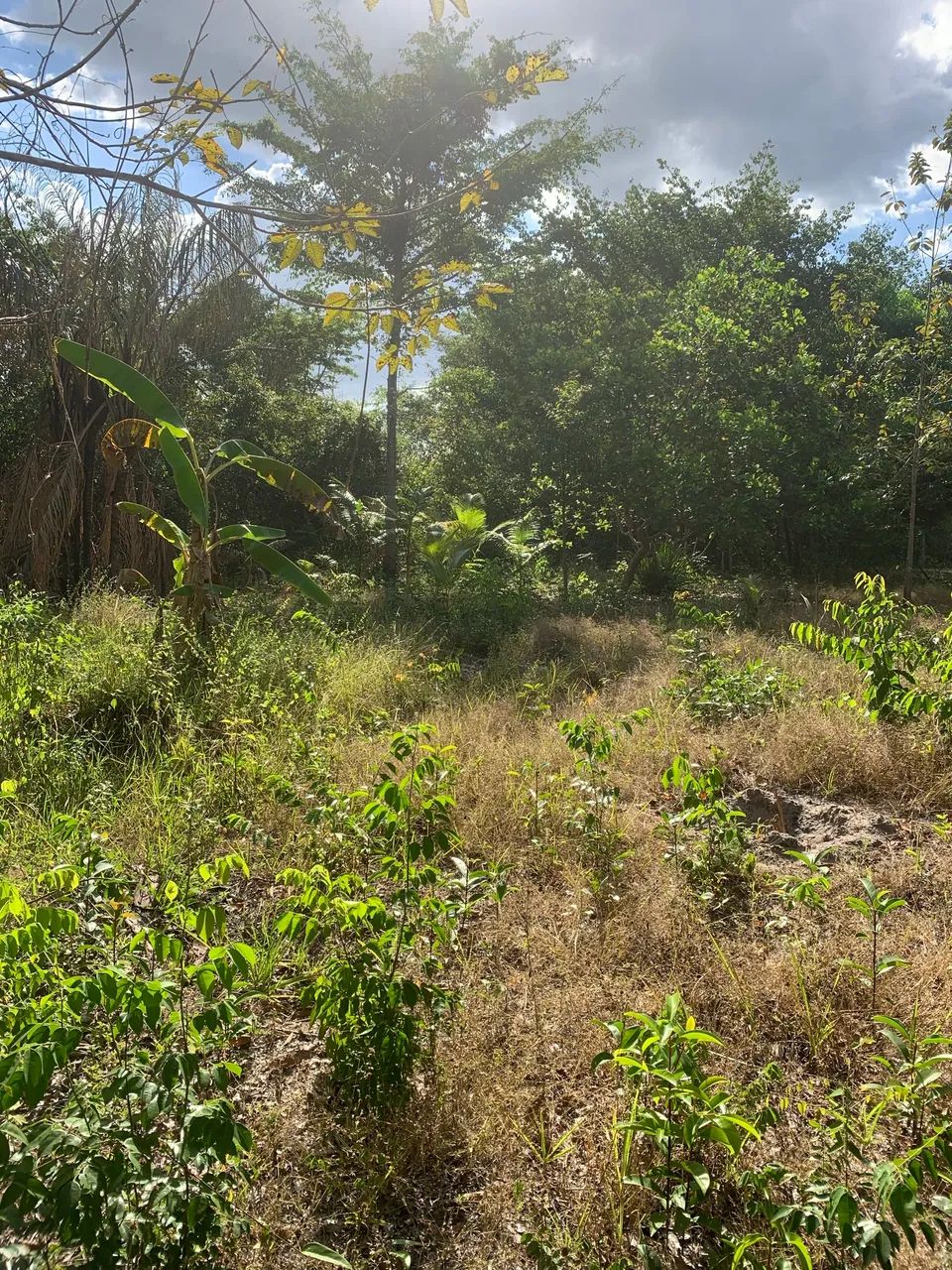Vendo sítio ou troco, Aceito propostas. - Foto 3