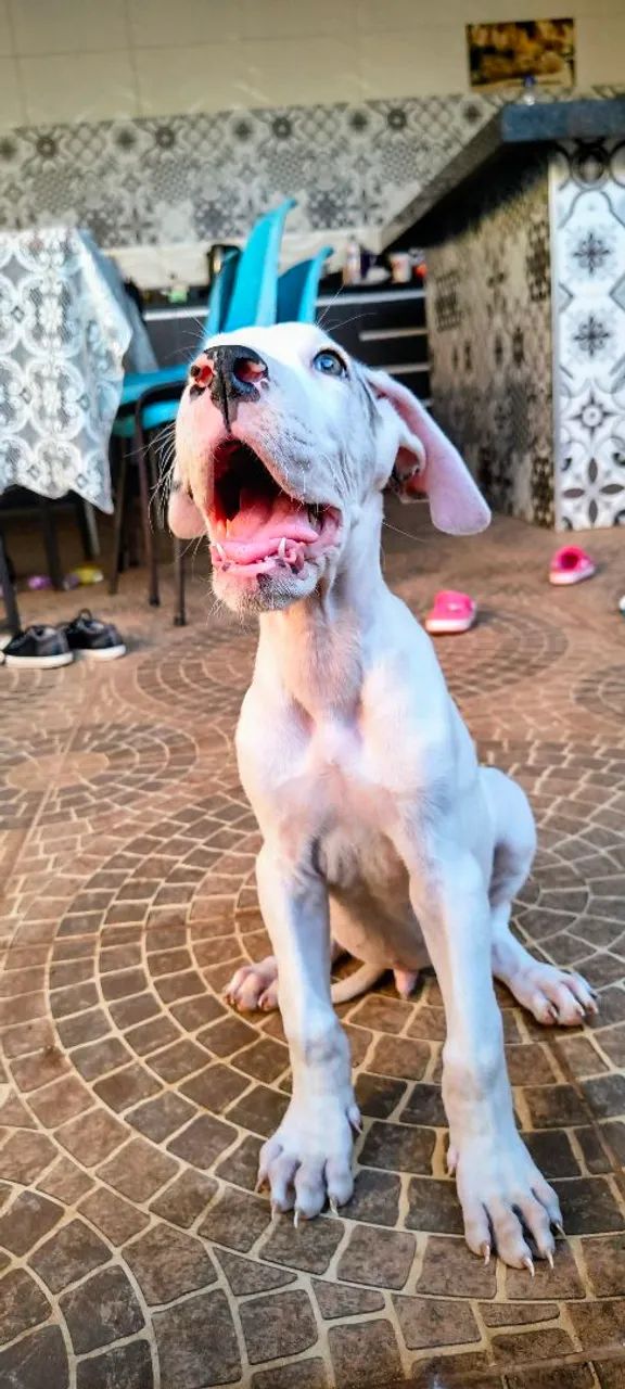 Dog alemão  - Foto 2