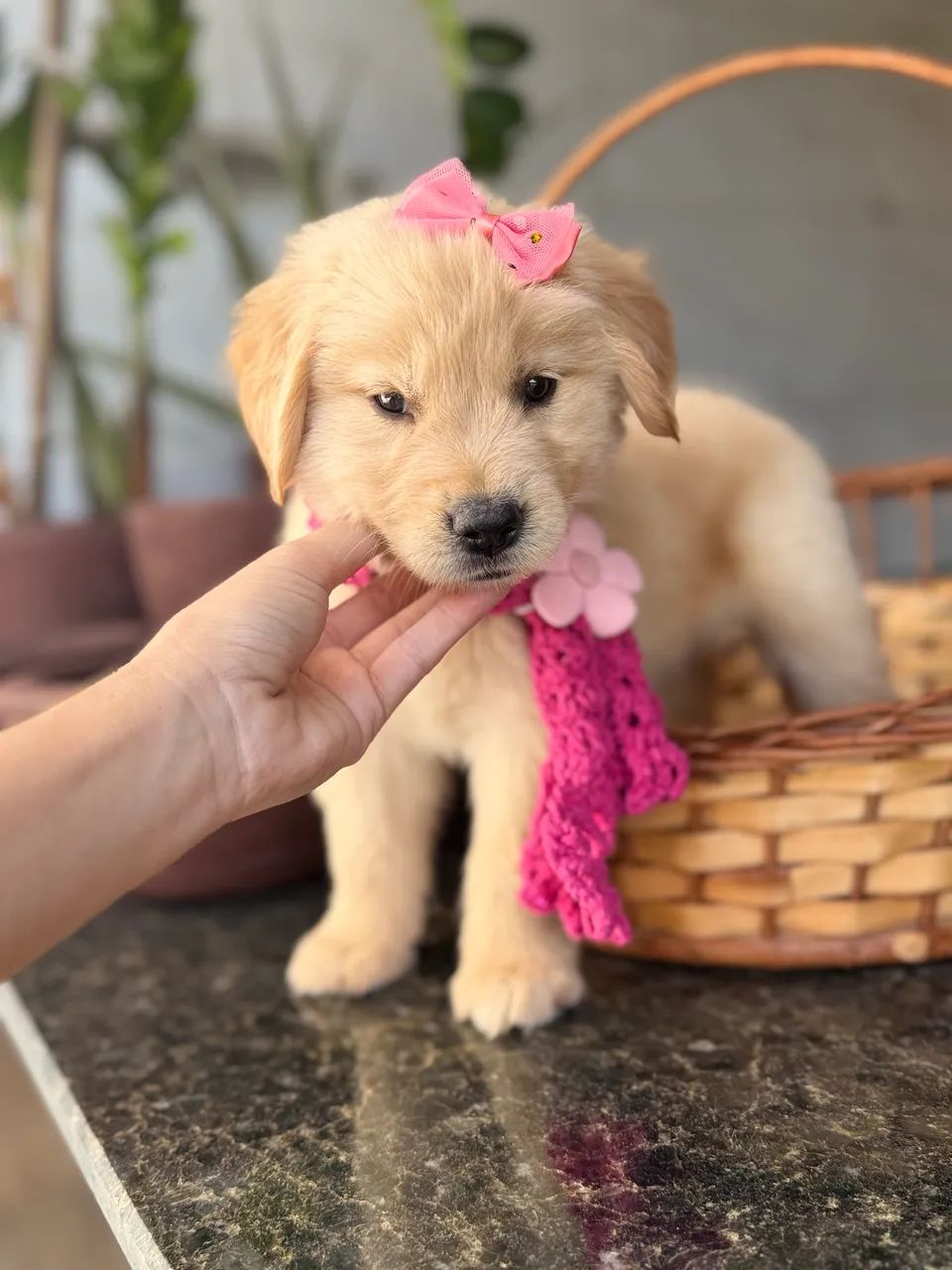 Golden retriever  - Foto 4