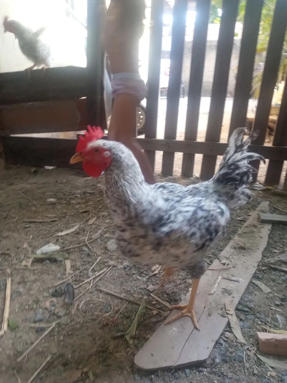 Frangos - Foto 2