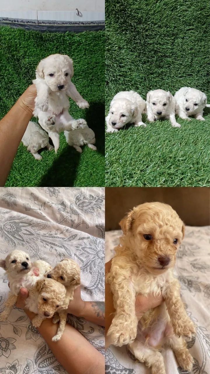 Poodle - Foto 2