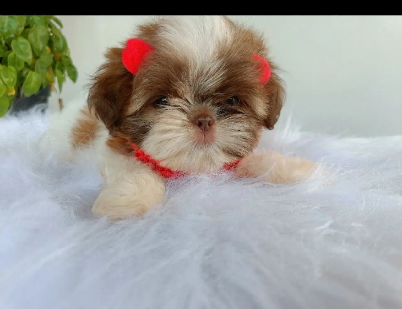 Fêmea shih Tzu com pedigree  - Foto 5