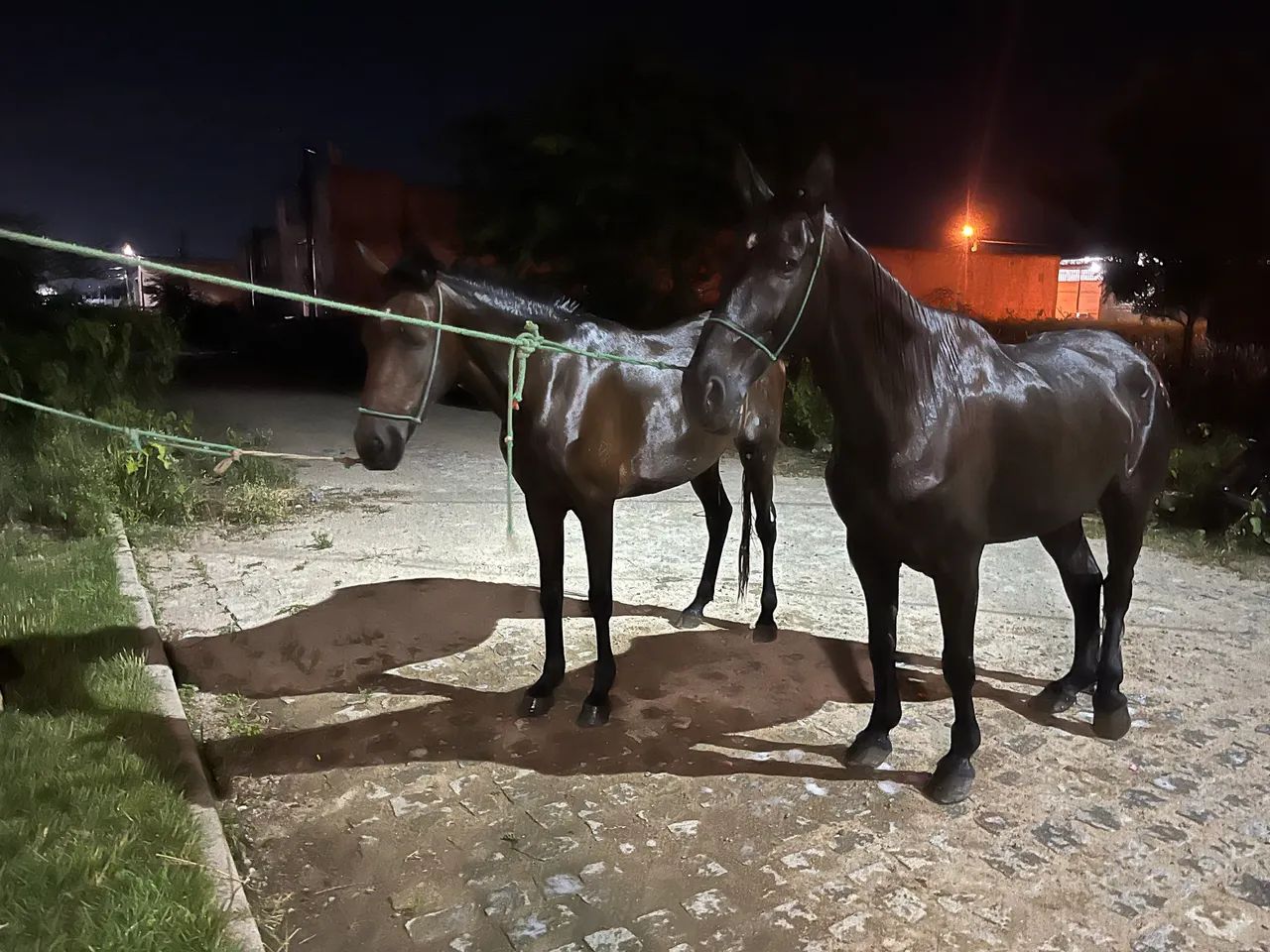 Égua é cavalo  - Foto 2
