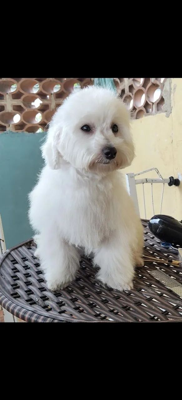 Poodle macho  - Foto 3