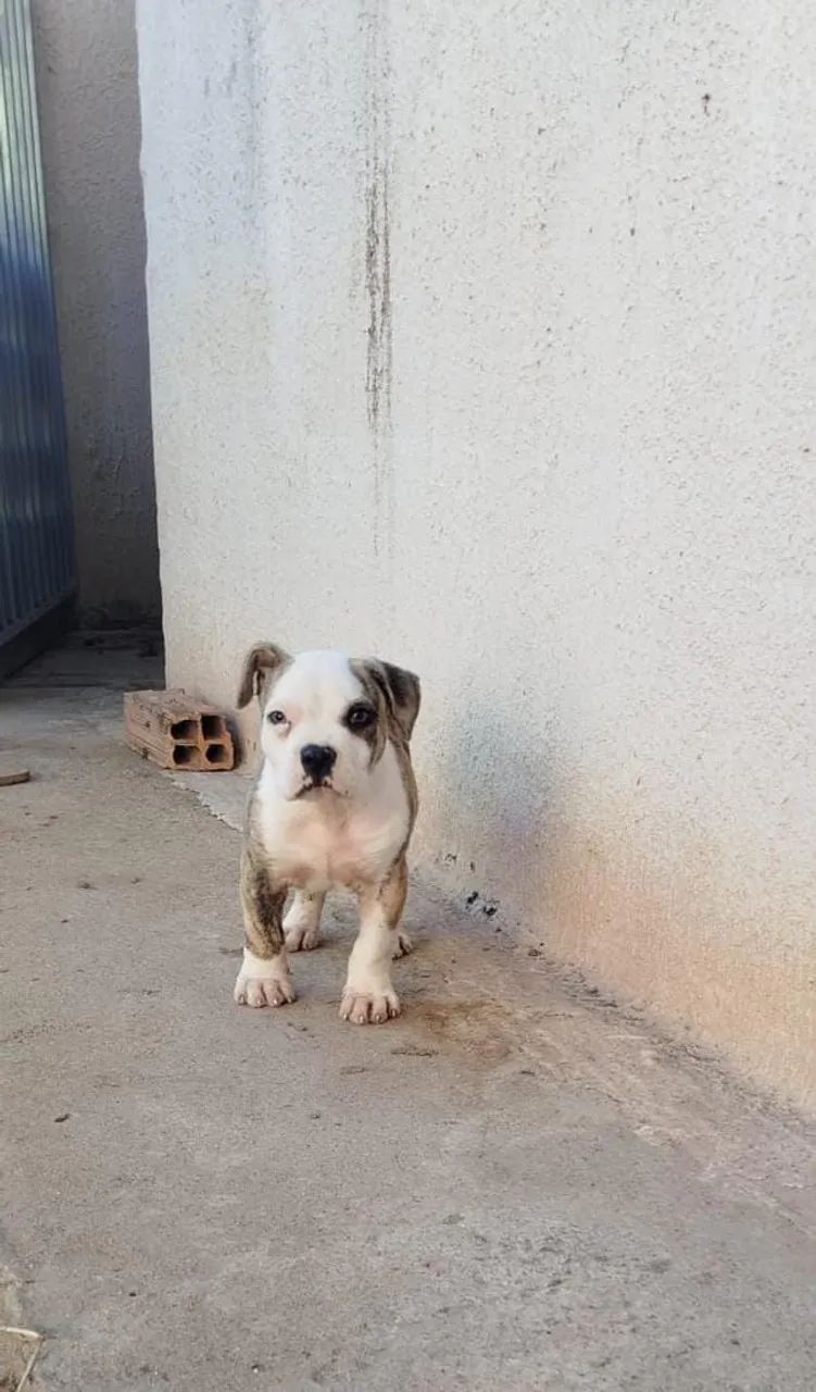 Vende cachorro 