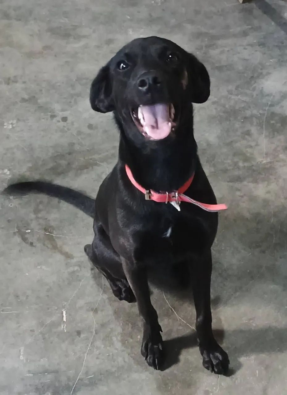 Cadela 2 anos