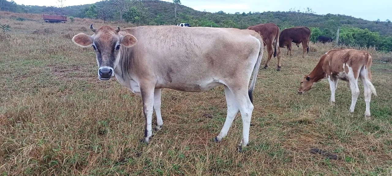 Vaca Jersey  - Foto 2