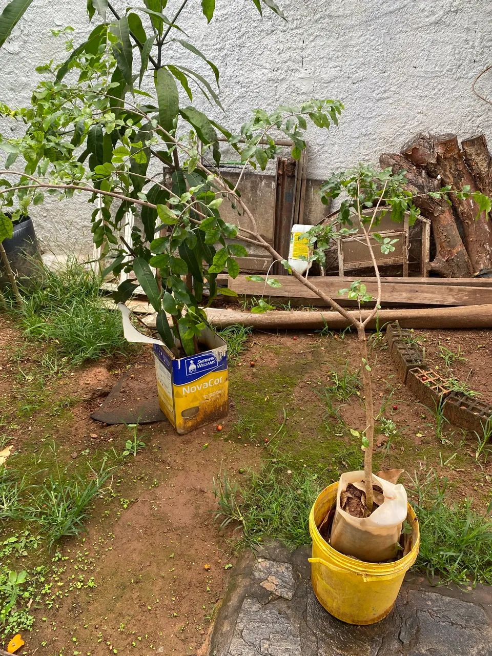 Muda de acerola  - Foto 3