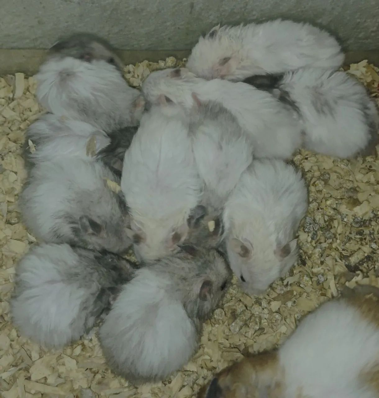 Hamster Sírio  - Foto 2