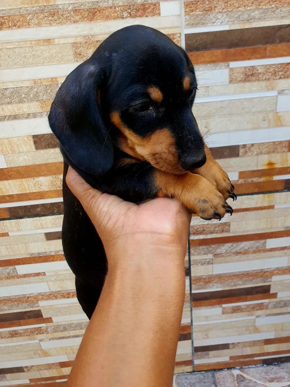 Cachorro salsicha (Dachshund) - Foto 3