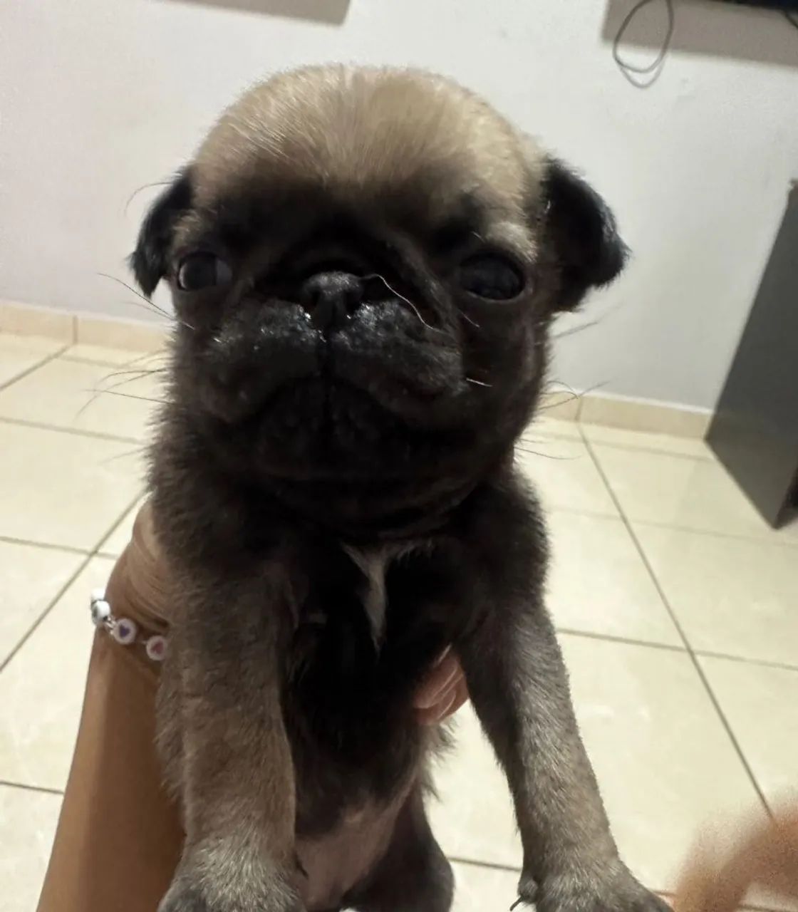 Pug fêmea pura. - Foto 2