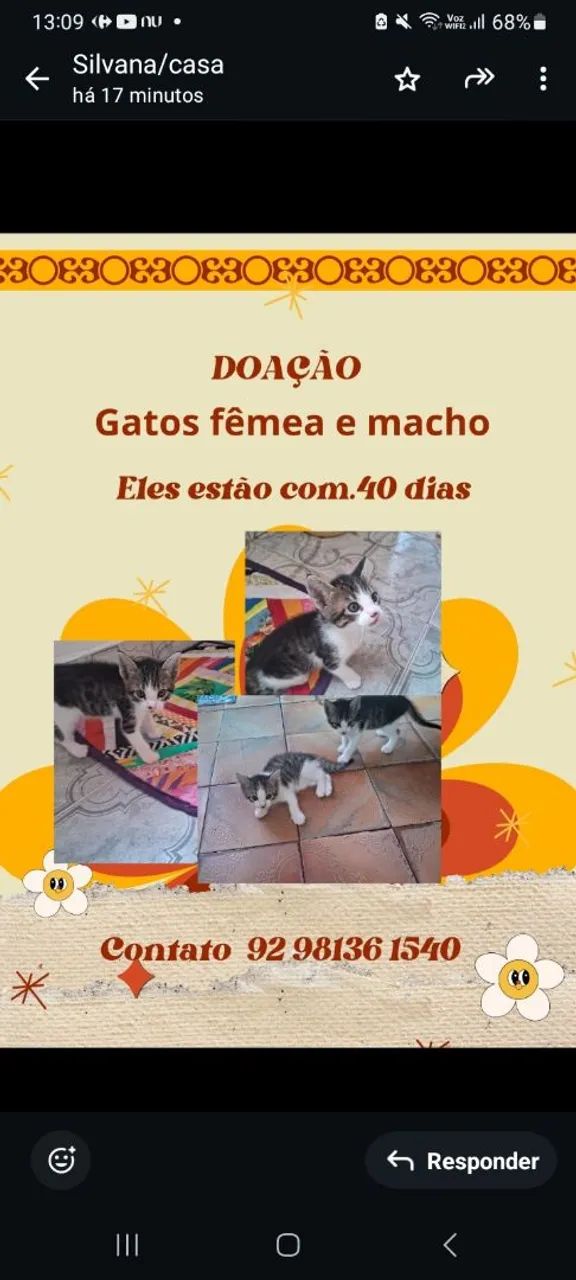 Animais pra adoção,responsável e definitiva e consciente...