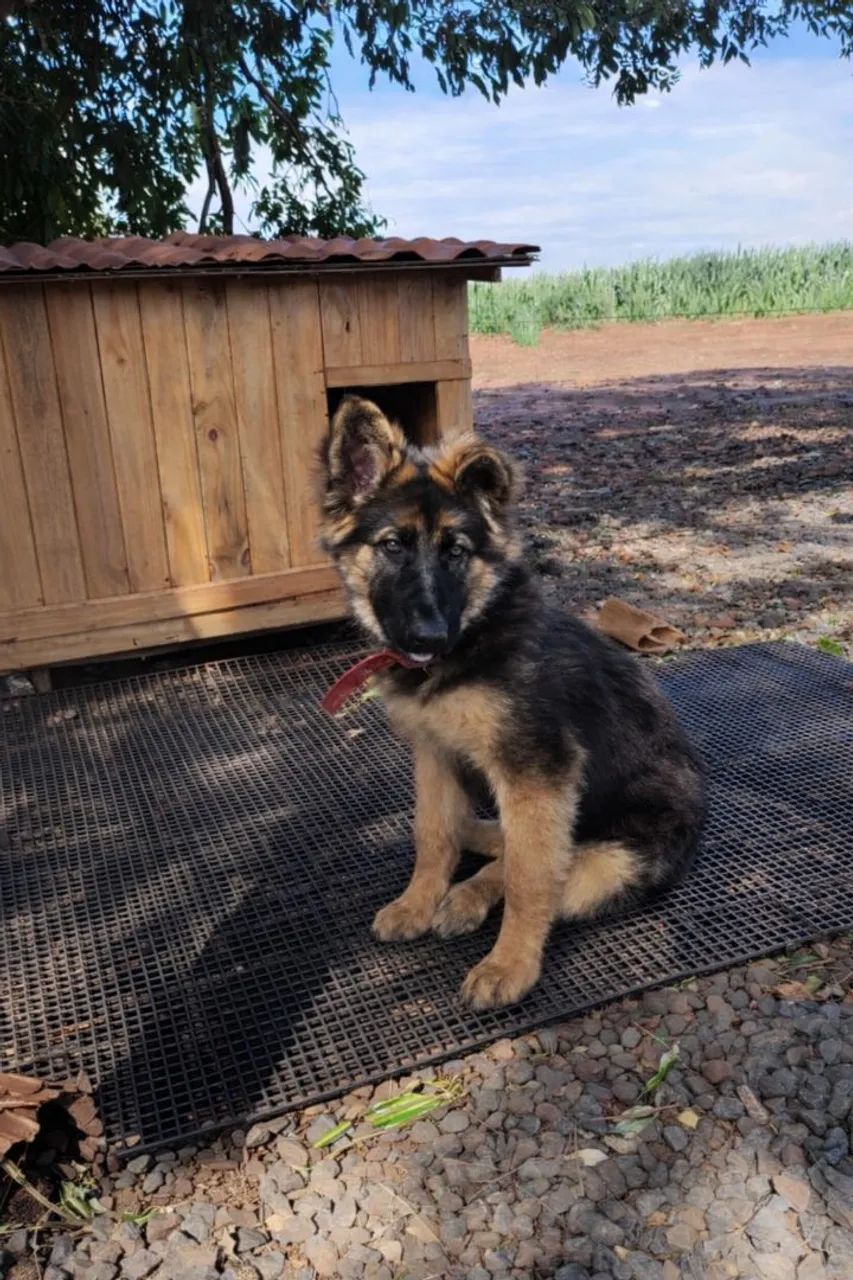 Linda filhote de pastor alemão  - Foto 2