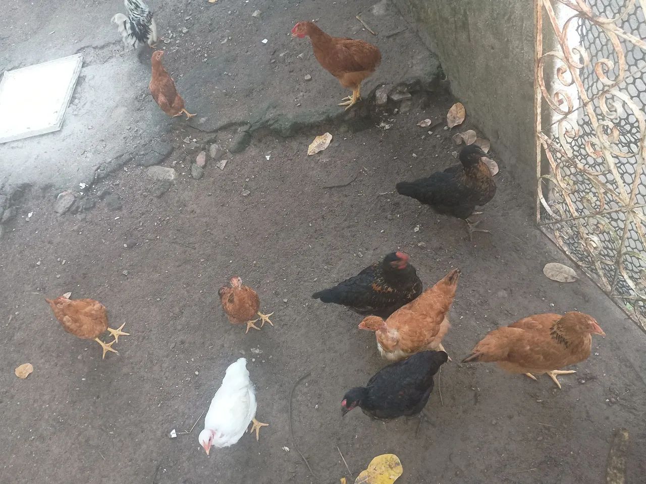 Fragas e frangos  - Foto 2