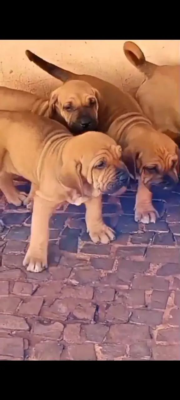 Fila Brasileiro 