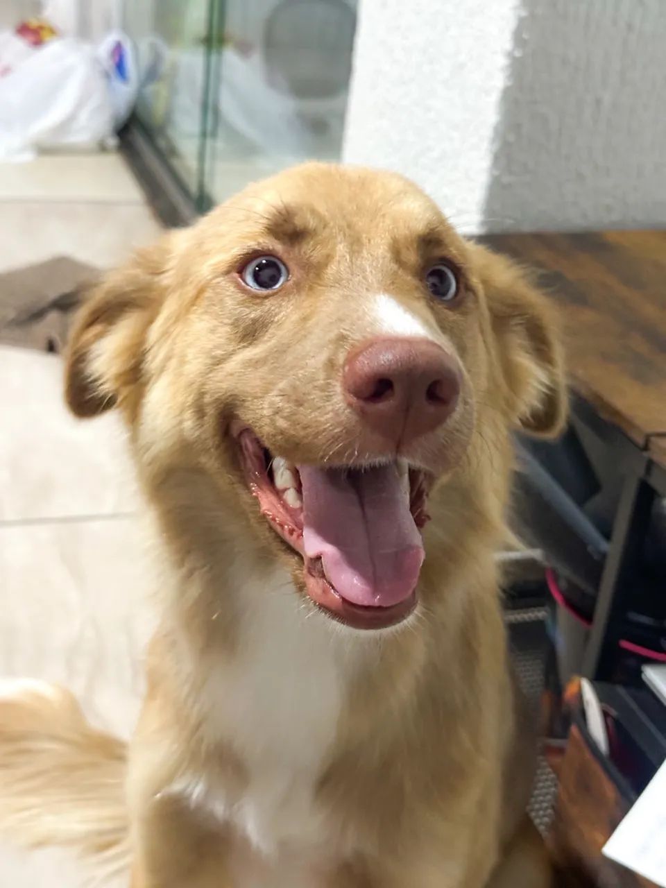 Doação responsável  - Foto 3