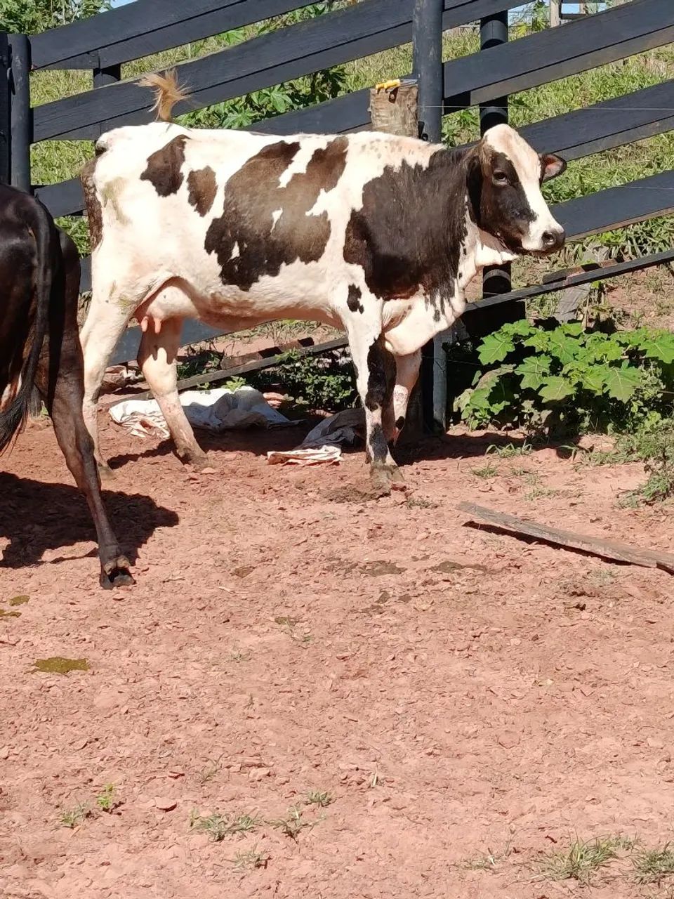 VENDO 4 VACAS DE LEITE