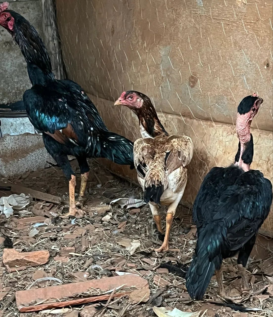 Frango e galinhas Índia  - Foto 3