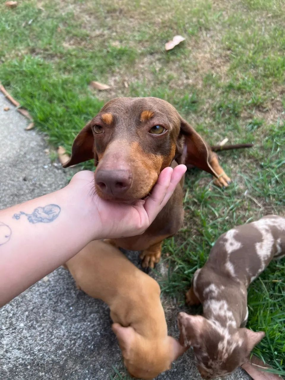Dachshund miniatura - Foto 4