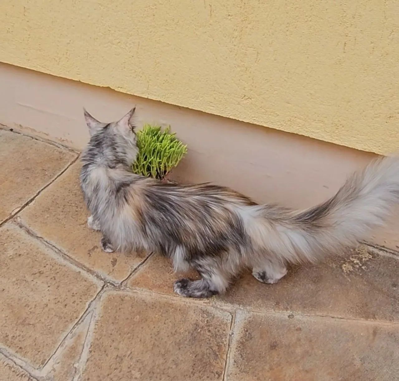 Maine Coon Fêmea  - Foto 2