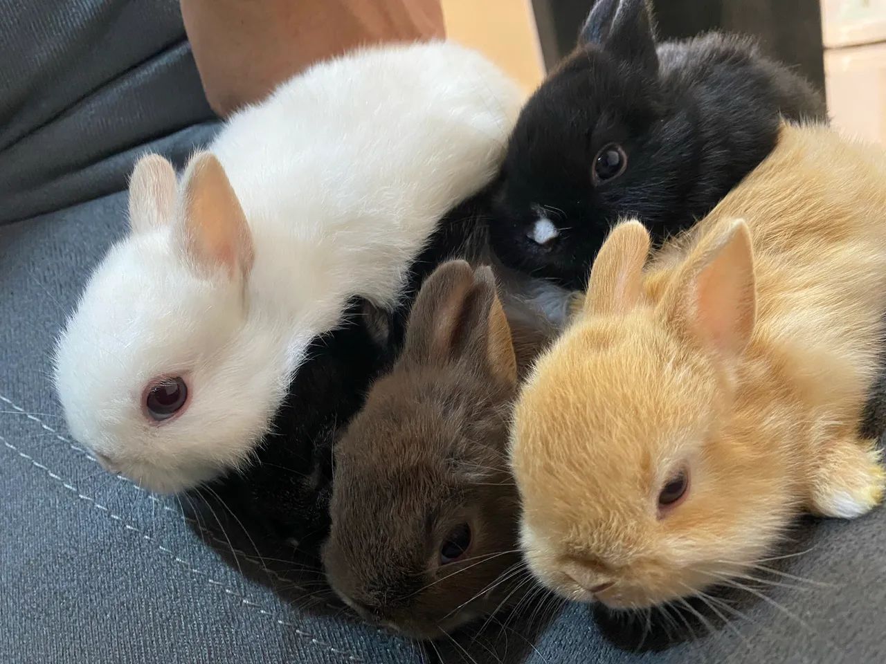 Mini coelho NETHERLAND Dwarf  - Foto 3