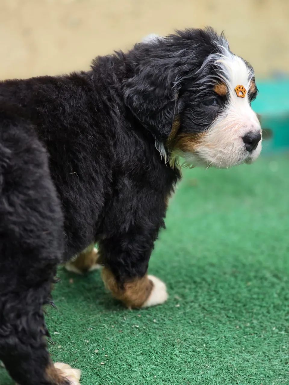 Filhotes Bernese - Foto 4