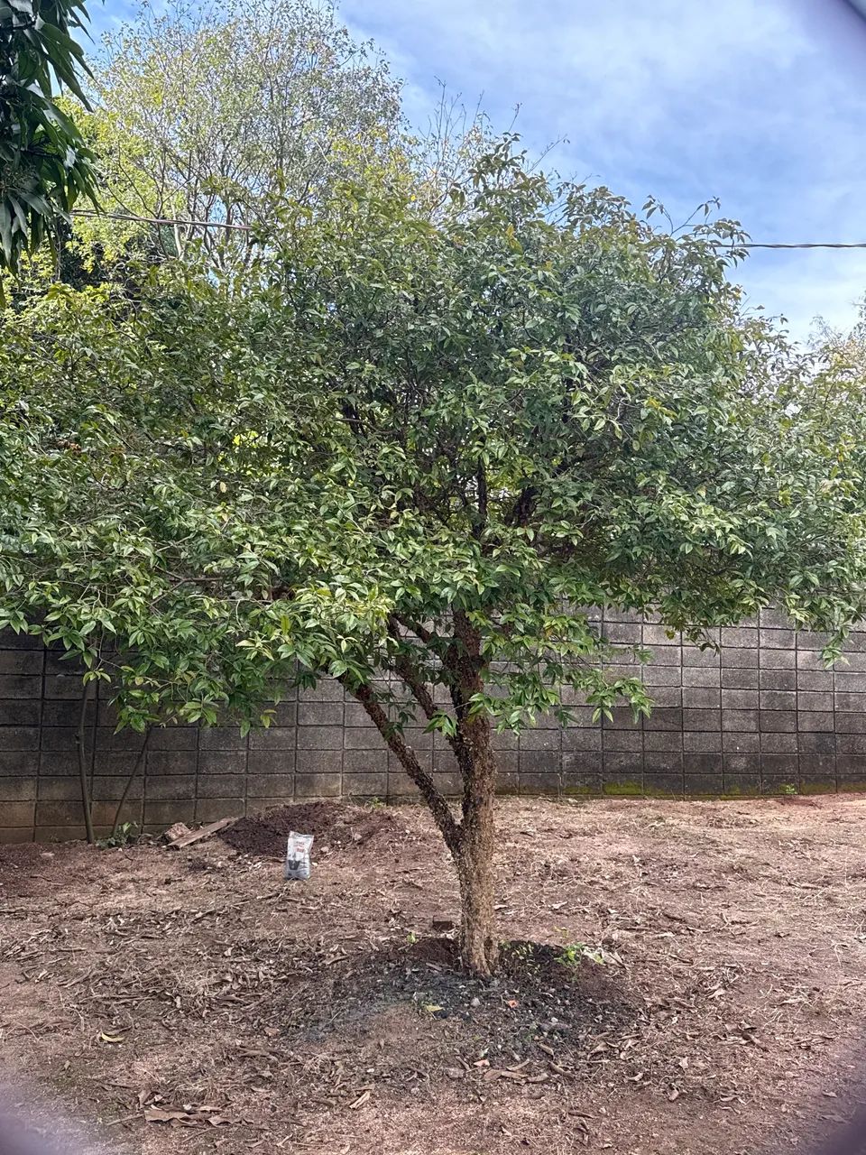 Muda de jaboticaba  - Foto 2