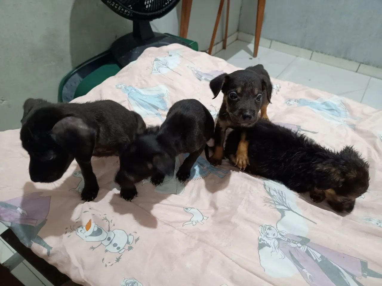 Pequenos - Foto 5