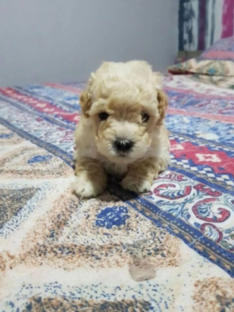 Poodle Micro Toy original  - Foto 3