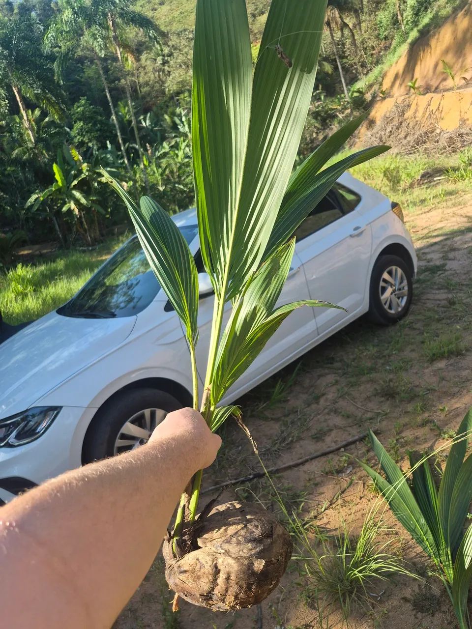 MUDA DE COCO
