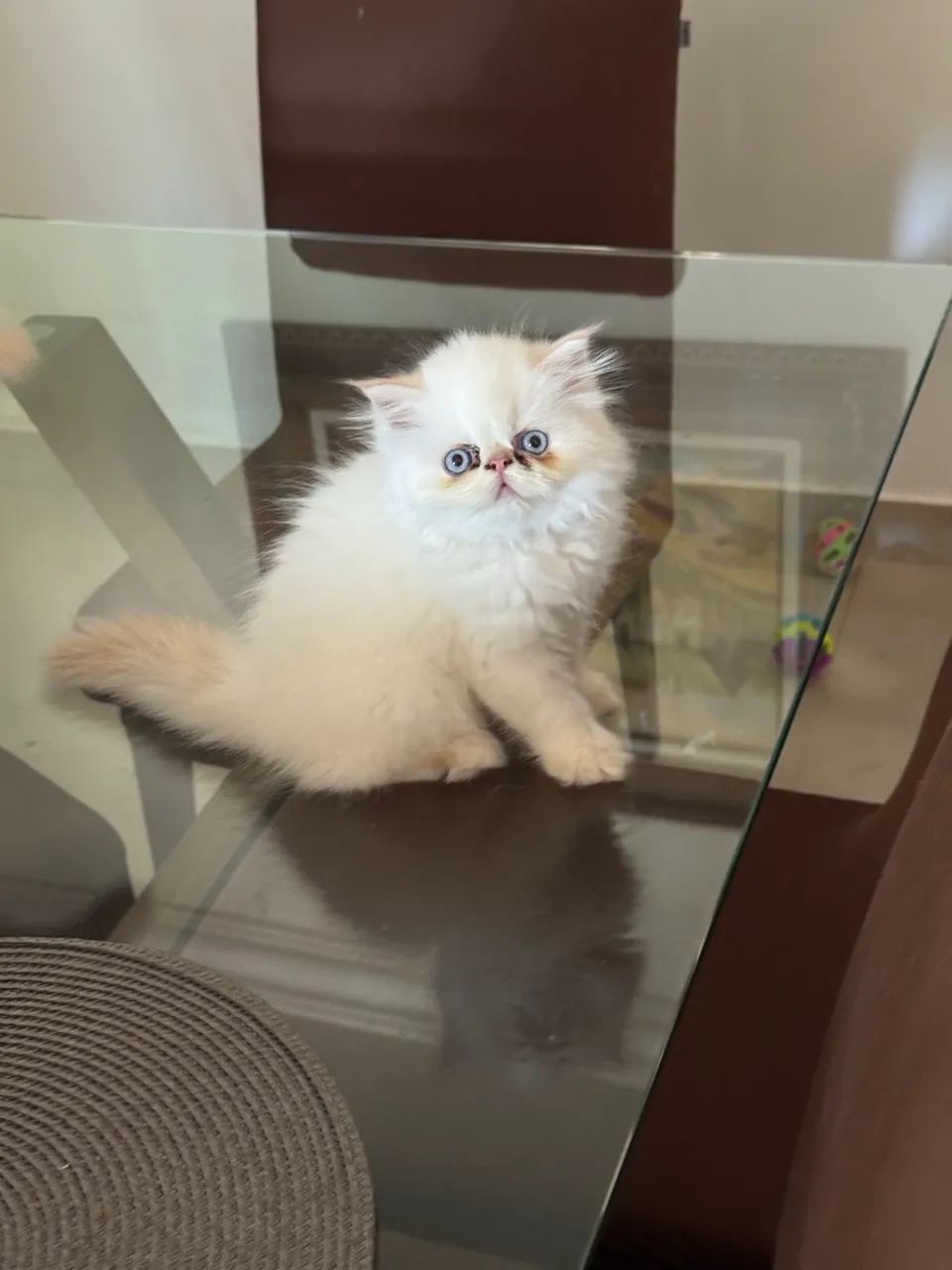 Gato persa