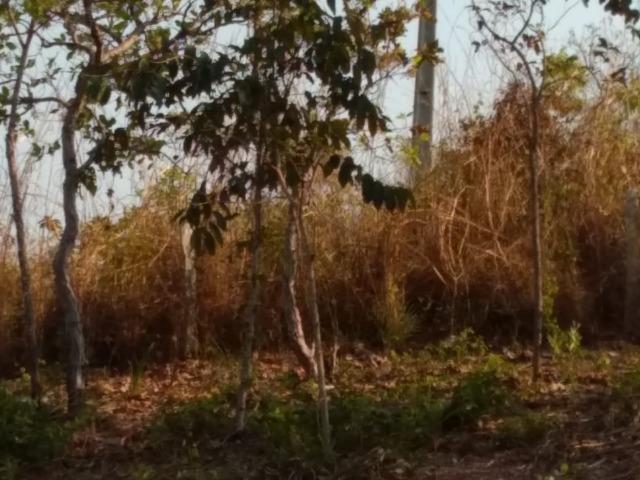 Chacara em acorizal beira do rio - Foto 2