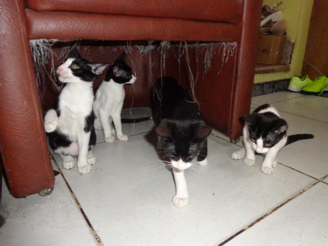 Doação Gato filhotes saudáveis - Foto 2
