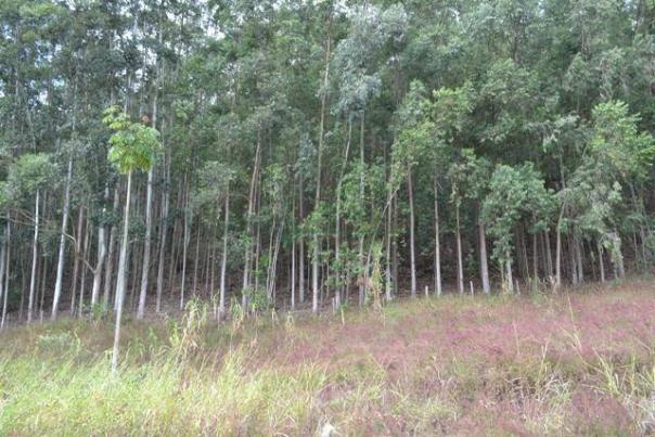 Terreno residencial à venda, Água Quente, Teresópolis. - Foto 6